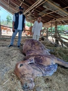 องค์การบริหารส่วนตำบลมะค่า ได้รับแจ้งเหตุ โคเป็นโรคโคลัมปี สกิน ในพื้นที่        เมื่อวันที่ 14 มิถุนายน 2564 งานป้องกันฯ ได้รับแจ้งจากผู้นำหมู่บ้าน ว่ามีโค ในพื้นที่ตำบลมะค่าป่วยและเสียชีวิต อาจเกิดจ