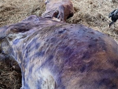 องค์การบริหารส่วนตำบลมะค่า ได้รับแจ้งเหตุ โคเป็นโรคโคลัมปี สกิน ในพื้นที่        เมื่อวันที่ 14 มิถุนายน 2564 งานป้องกันฯ ได้รับแจ้งจากผู้นำหมู่บ้าน ว่ามีโค ในพื้นที่ตำบลมะค่าป่วยและเสียชีวิต อาจเกิดจ