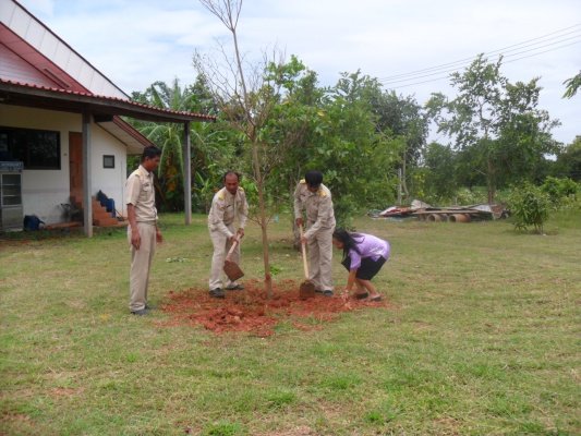 กิจกรรมโครงการอาสาปลูกป่า 800 ล้านกล้า 80 พรรษามหาราชินีและมอบเงินช่วยเหลือประชาชนบ้านพัง(10/08/55)